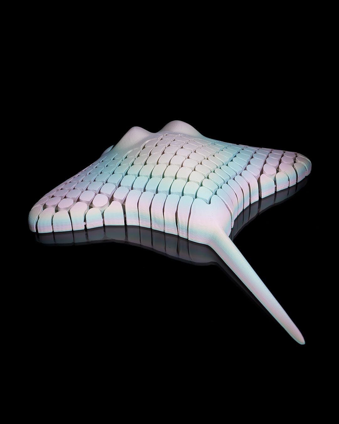 Flexi Ray the Manta Ray